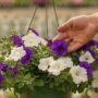 Petunia – Easy Wave Mix – 10″ Hanging Basket